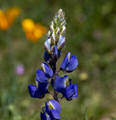 Macro Coulters Lupine with an aphid