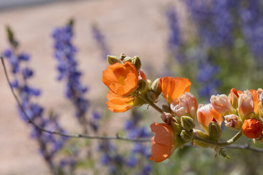 Macro Globemallow in Arizona Spring