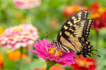 Fototapeta na wymiar Eastern Tiger Swallowtail (Papilio glaucus) on colorful zinnia flower in summer garden