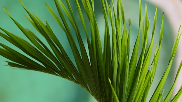 Close-up of Tropical vibrant green plant palm with turquoise pool bokeh blur in background. Palm tree sharp leaves sway in the wind under the sun - macro panning
