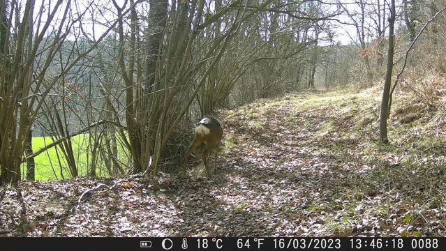 A solitary female roe deer walking around in the wood daytime - a video made by an infrared trail camera