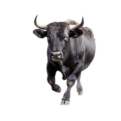 a Bull black cow, running, frontal view with Ranch-themed, photorealistic illustrations in PNG. Generative AI