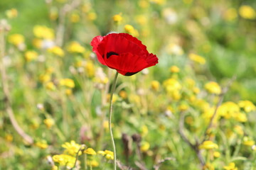 Red poppy samoseyka blooms in a forest clearing.