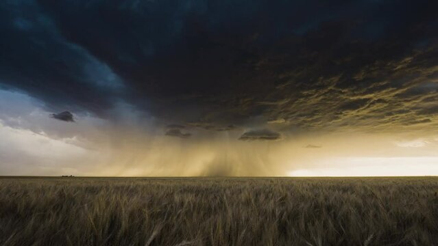 Wonderful Wheat Fields Gently Sway Below a Spectacular Stormy Sky