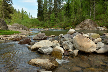 Huge stones forming a natural dam block the bed of a small mountain river flowing through a dense forest on a sunny morning.