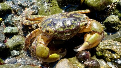 Biology lesson educational accomplice about the life of crabs A small crab builds its shelter burrows into the stones like a chameleon 