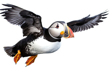 a Puffin flying common, side view, Wildlife-themed, photorealistic illustrations in PNG. Generative AI