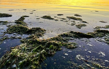Obraz premium nature ecology throws algae ashore polluting the beach prickly dark algae swim back into the sea and serve as food for fish without creating 