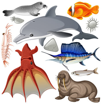 Sea Animals Vector Collection