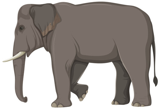 Elephant Anatomy Concept for Science Education