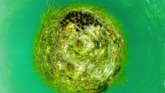 A colony of black sea urchins on the sandy bottom. Sea urchin Echinothrix diadema, commonly called diadema.