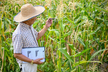 An Asian-aged farmer inspecting the quality of corn and checking for pests, working in cornfield.