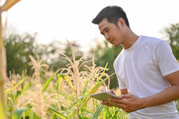 An Asian-aged farmer or farm owner using his tablet for his smart farm system