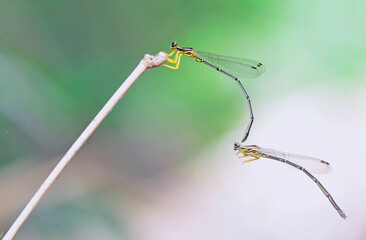 damselfly 