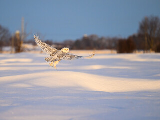 Female Snowy Owl in flight over farmer's field 