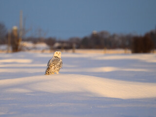 Female Snowy Owl sitting on snow in farmer's field 