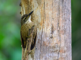 Planalto Woodcreeper on tree trunk in Atlantic Forest, Brazil