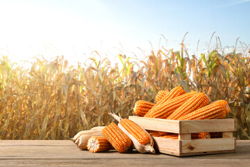 Dried corn cobs on wooden table with withered corn filed background.