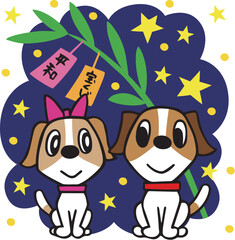 ジャックラッセルテリア犬　七夕の織姫と彦星