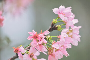 Fototapeta premium the pink cherry blossom, Beautiful cherry blossoms.