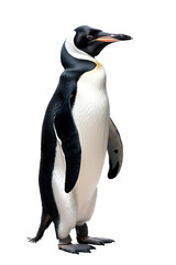 Fototapeta premium a photographic illustration of a high-class penguin in a tuxedo with a top hat on a transparent background in PNG. T-Shirt Design. Animal Character. Generative AI