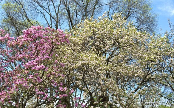 Photo of pink and white magnolia flowering trees 