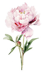 pink peony flower watercolor isolated on white - obrazy, fototapety, plakaty