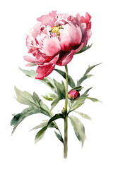 pink peony flower watercolor isolated on white