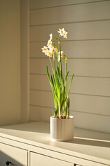 A narcissus flower in a white pot in the rays of the sun at home.
