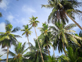 Fototapeta na wymiar Palm Tree on Beach