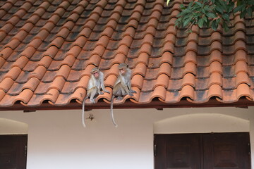 Monkeys in natural habitats in Sri Lanka