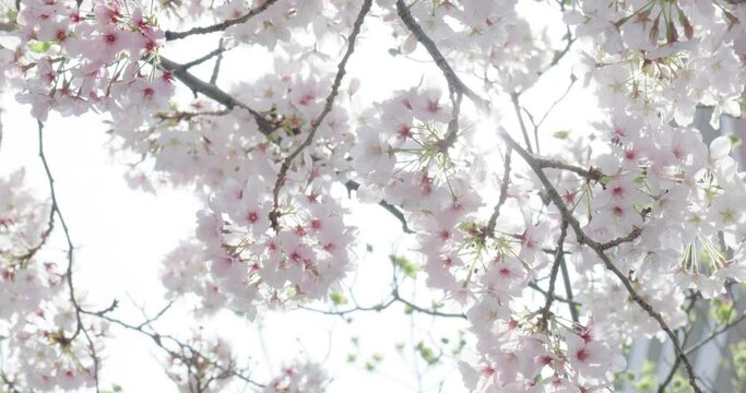 風に吹かれる満開に咲いた桜の花　隙間から差す日の光　木漏れ日とフレア　花見・春・入学・入社・卒業・新生活のイメージ