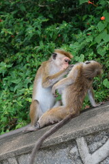 Monkeys in natural habitats in Sri Lanka