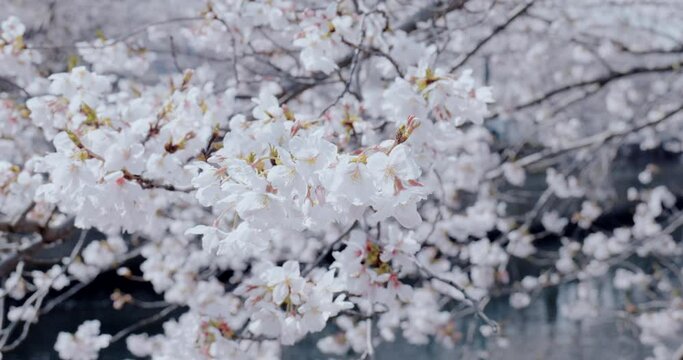 川にすだれるように咲き水面に反射してキラキラと輝く満開の桜の花　花見・春・入学・入社・卒業のイメージ