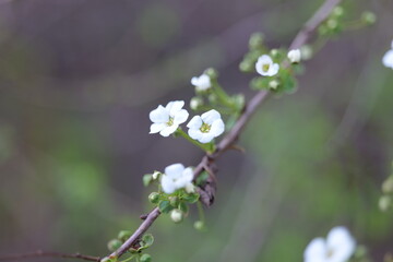 flower, 봄, 네이처, 블로섬, flower, 나무, 식물, 뜰, 백, 개화, 미, 가지, 여름, 근접, 나뭇잎, 매크로, 개화, 식물, 분홍, 난폭한, blue, beautiful, 들판, 버찌