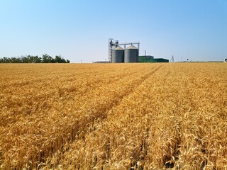 Aerial of grain elevator in front of wheat field. Drone camera above flour or oil mill plant silos containers. Silos near golden farmland. Agriculture theme, a harvesting season. © artiemedvedev