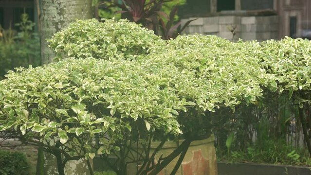 Styrax japonica variegata leaves with a natural background
