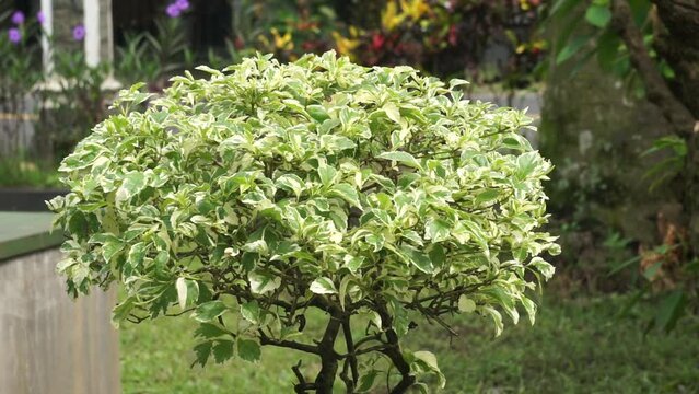 Styrax japonica variegata leaves with a natural background