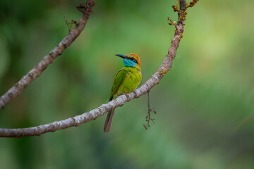 Asian green bee-eater on a branch