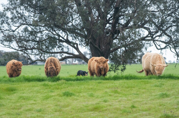 Group of highland cattle being herded by a cattle dog.