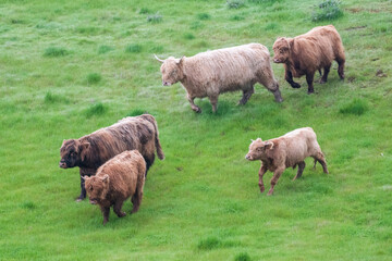 Naklejka na ściany i meble Group of highland cattle running spread out through the green grass