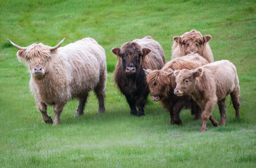 Fototapeta premium Group of highland cattle running through the green grass