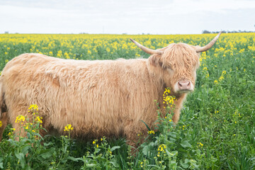 Highland cow looking over the canola flowers in a field.