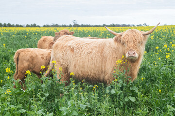 Highland cattle looking over the canola flowers in a field.