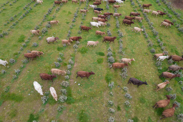Aerial view of a herd of cows.