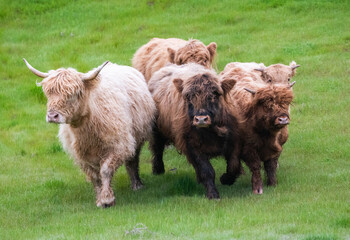 Highland cattle running together in a group through the green grass 