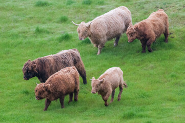 Highland cattle running through the green grass down a hill
