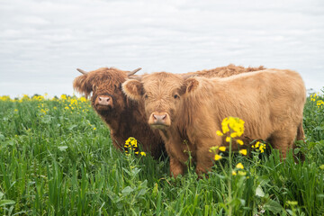Two highland cow looking over the canola field.
