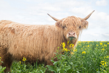 Highland cow in the long grass and canola field