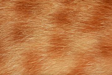 Orange cat hair, full frame orange fur, for the background.